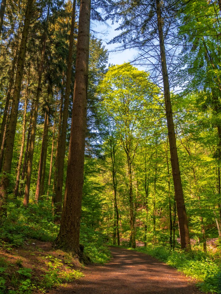 Forest forest path sunlight