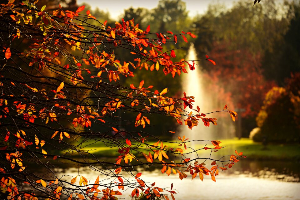 Branch leaves autumn foliage