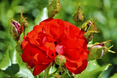 Blossom bloom red rose photo