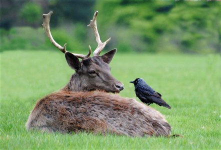Deer Crow photo