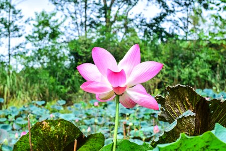 Flower bo water plants