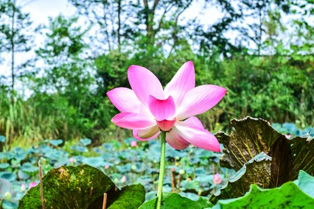 Flower bo water plants photo