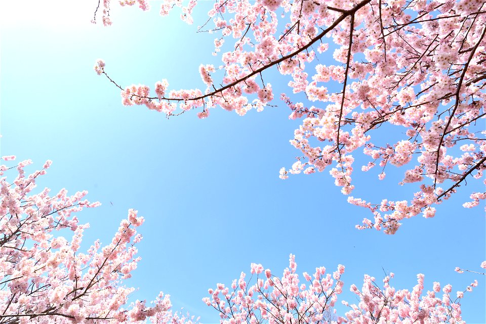Cherry Blossoms Spring