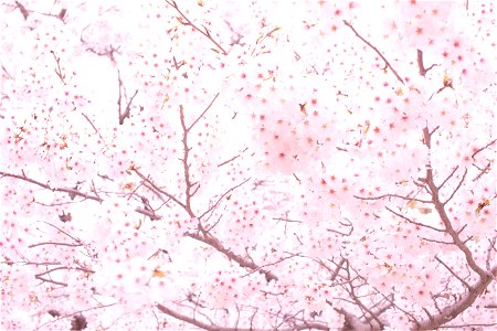 Cherry Blossoms