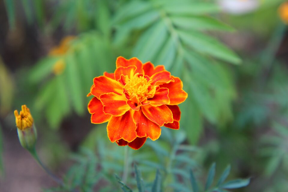 Carnation of india flower tagetes