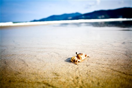 Beach Crab photo