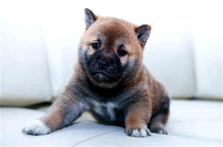 Puppy Shiba Inu photo