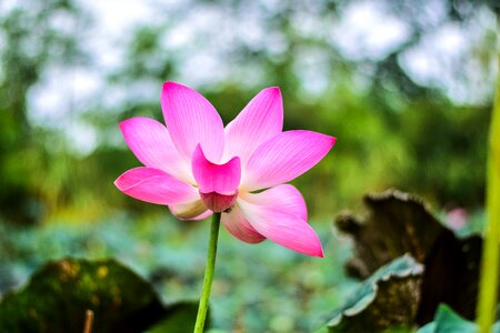 Flower bo water plants photo