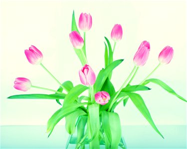Tulip Vase photo