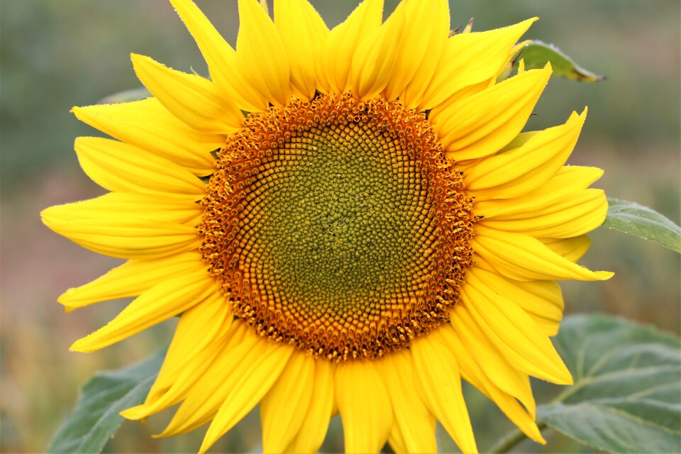 Yellow green meadow