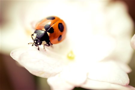 Ladybird Ladybug photo