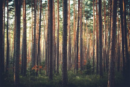 Forest Trees photo
