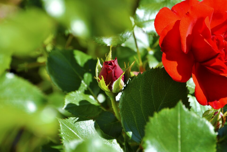 Blossom bloom plant photo