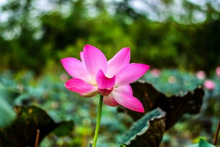 Flower bo water plants