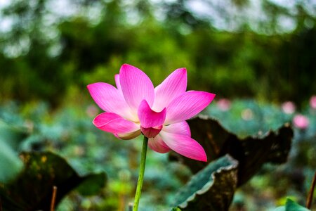 Flower bo water plants photo