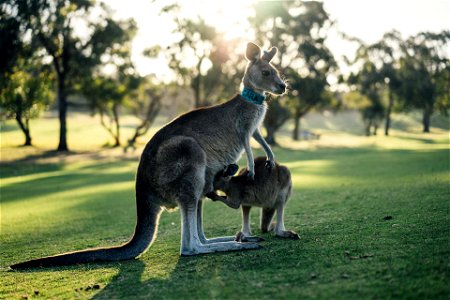 Kangaroo Family photo