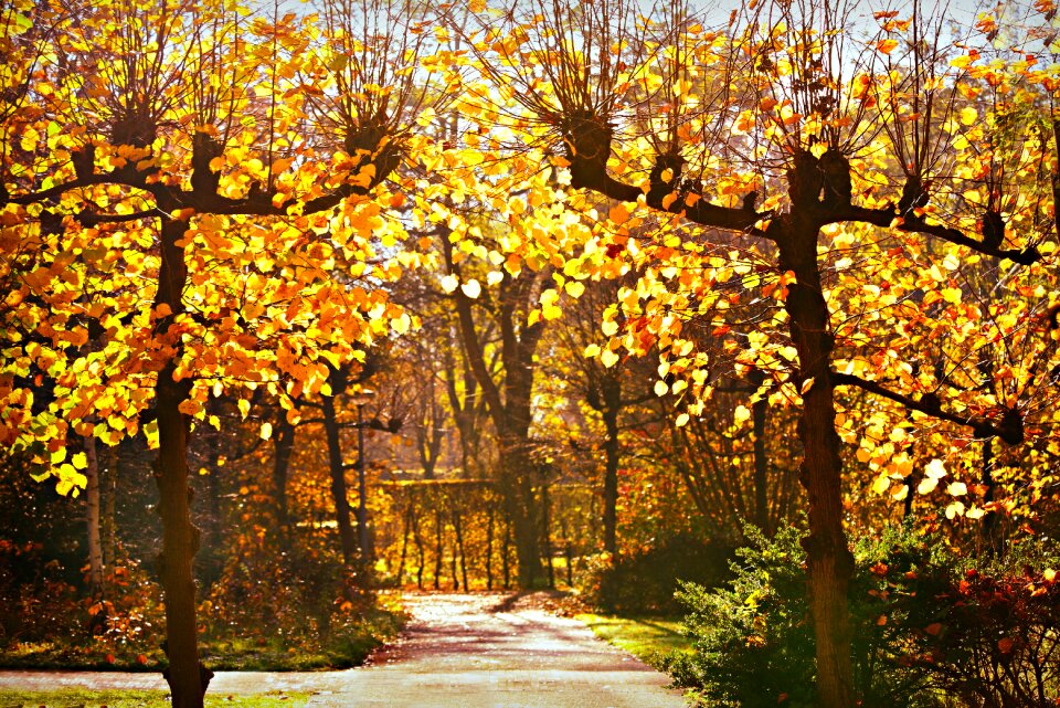 Foliage autumn colors lane