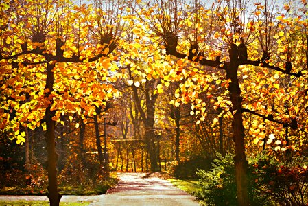 Foliage autumn colors lane photo