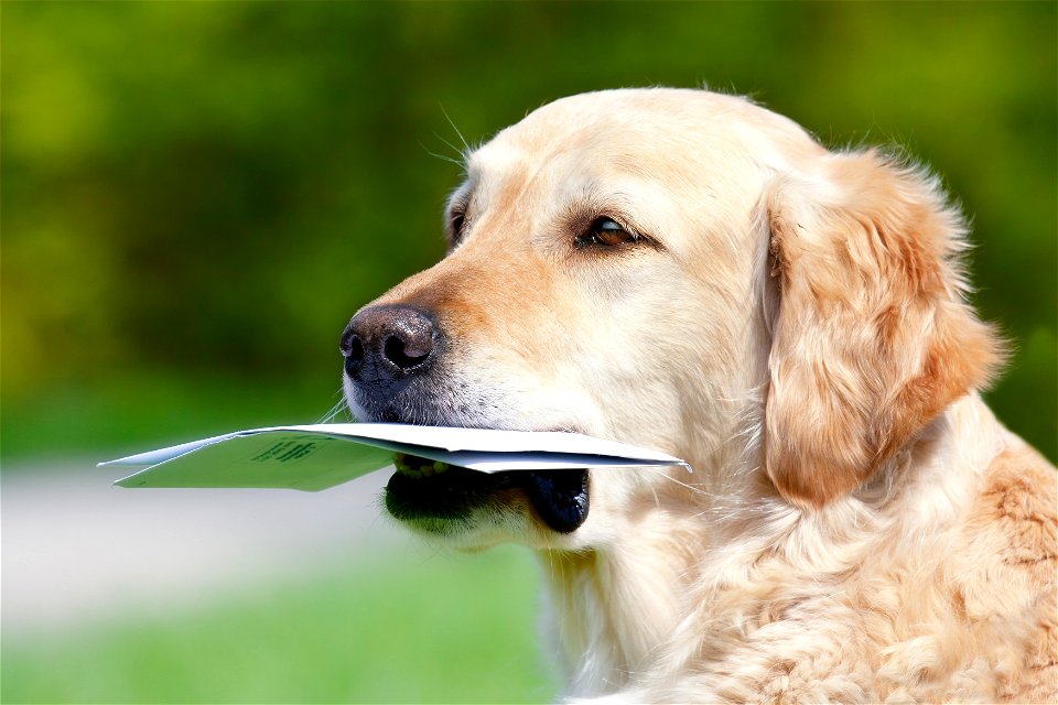 Golden Retriever