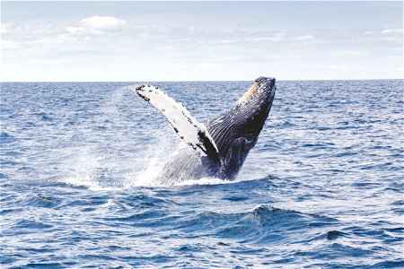 Whale Breaching photo
