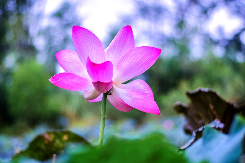 Flower bo water plants