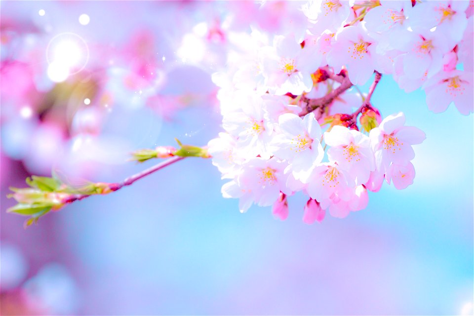 Cherry Blossoms photo