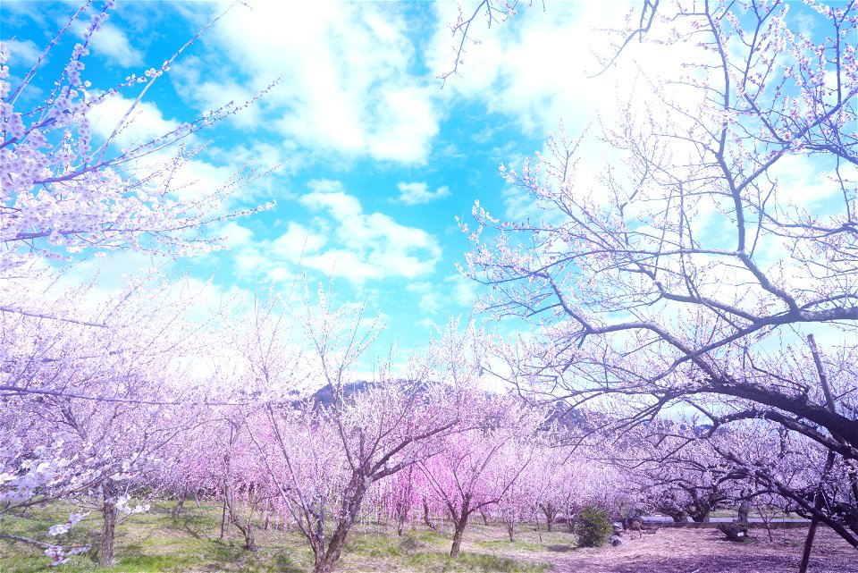 Plum Trees