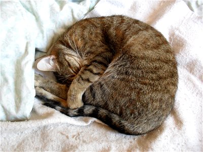 Cat Sleeping photo