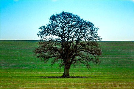Tree Field photo