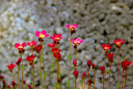 Blossom bloom plant