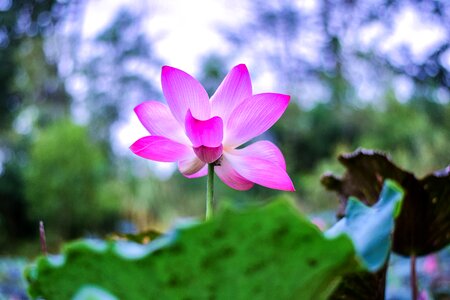 Flower bo water plants photo