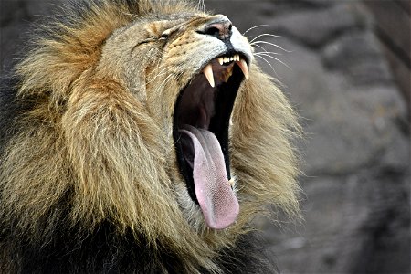 Lion Yawn photo