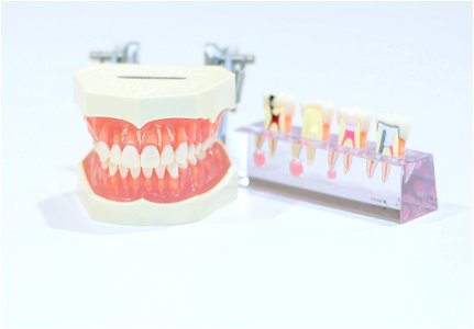 Teeth Model photo