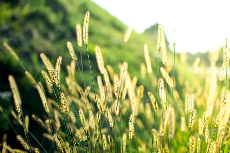 Green Foxtail photo