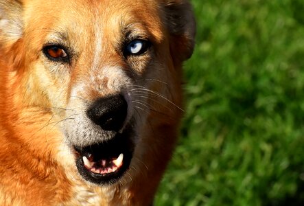 Pet brown good aiderbichl