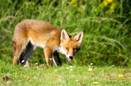 Fox Animal photo