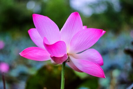 Flower bo water plants