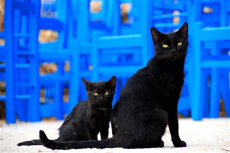 Black Cats photo