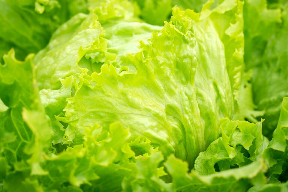 Lettuce leaves garden vegetable garden