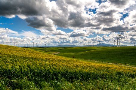 Wind Turbine Field photo