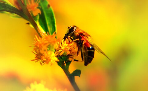 Flower animals nature