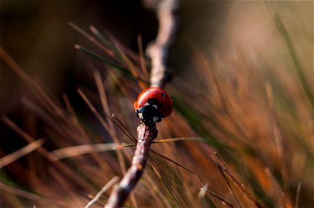 Ladybird Ladybug photo