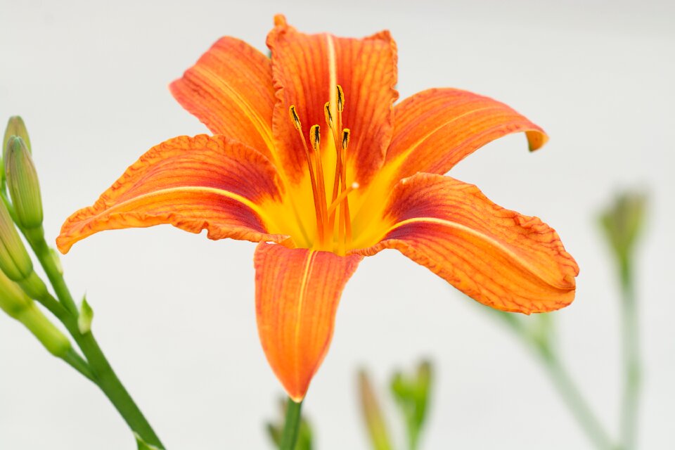 Orange flower blossom bloom