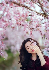 Woman Cherry Blossoms photo