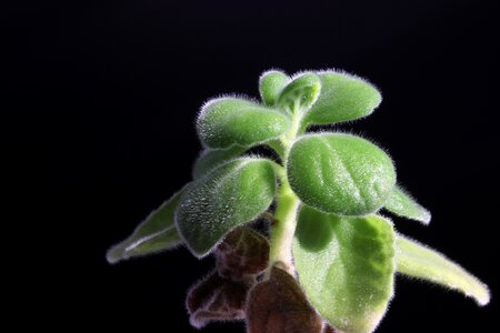 Nature succulent a fleshy plant