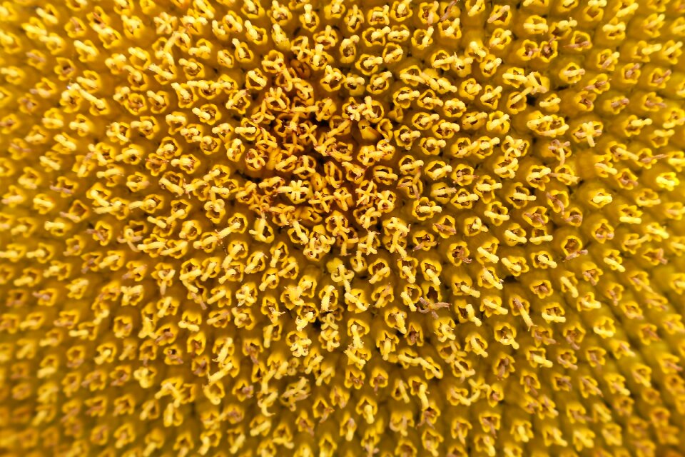 Flower yellow meadow