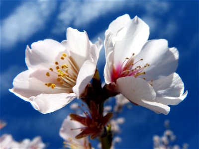 Almond Flower photo