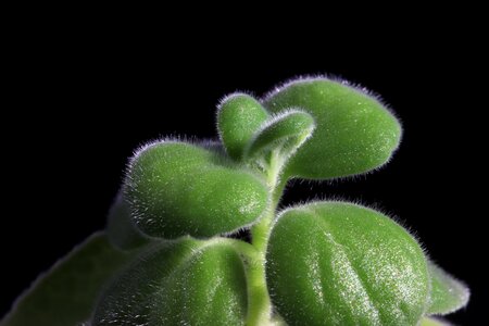 Nature succulent a fleshy plant