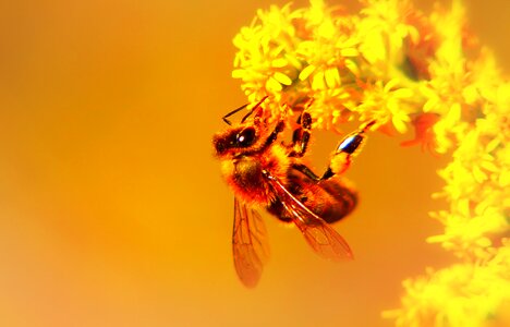 Apiformes nectar pollen
