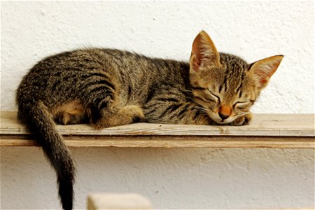 Kitten Sleeping photo